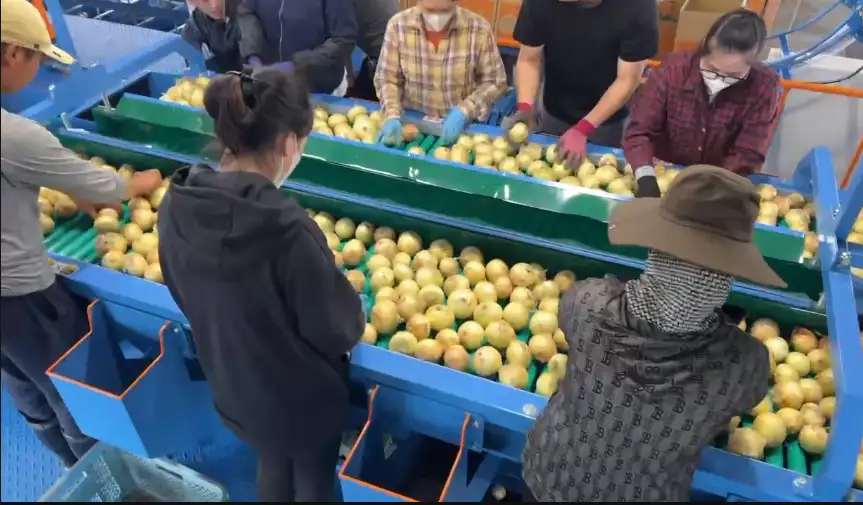 Tuyển Dụng 25 Nam/Nữ Phân Loại Hành Tây Trong Nhà Máy