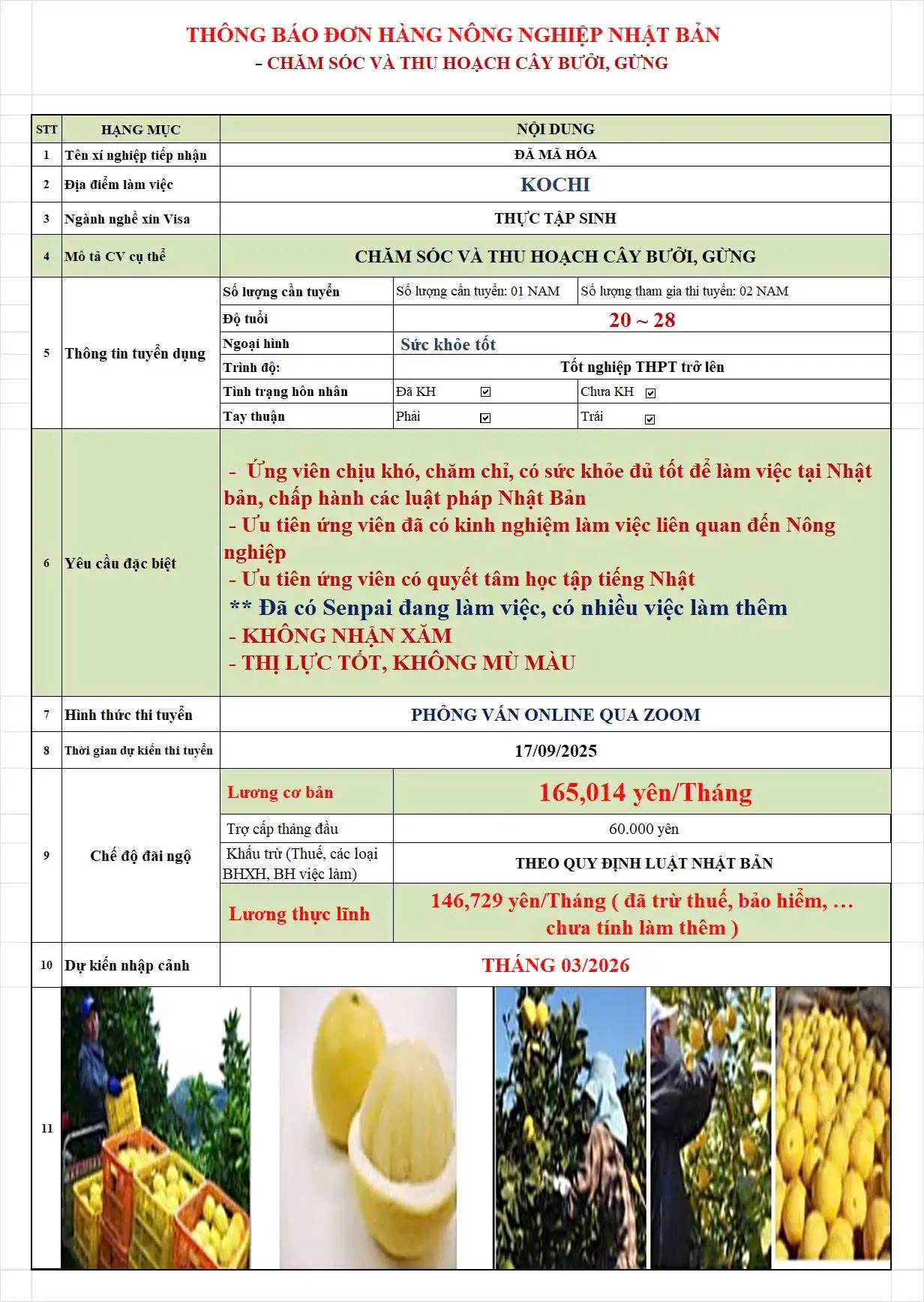 Tuyển Dụng 2 Nam Chăm Sóc và Thu Hoạch Cây Bưởi Gừng