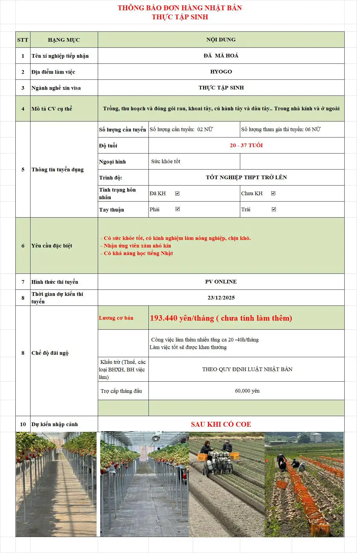 Tuyển Dụng 6 Nữ Trồng Thu Hoạch Đóng Gói Rau Củ Dâu Tây 